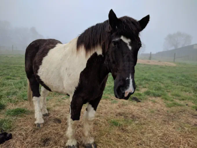 An image of a horse named Oreo