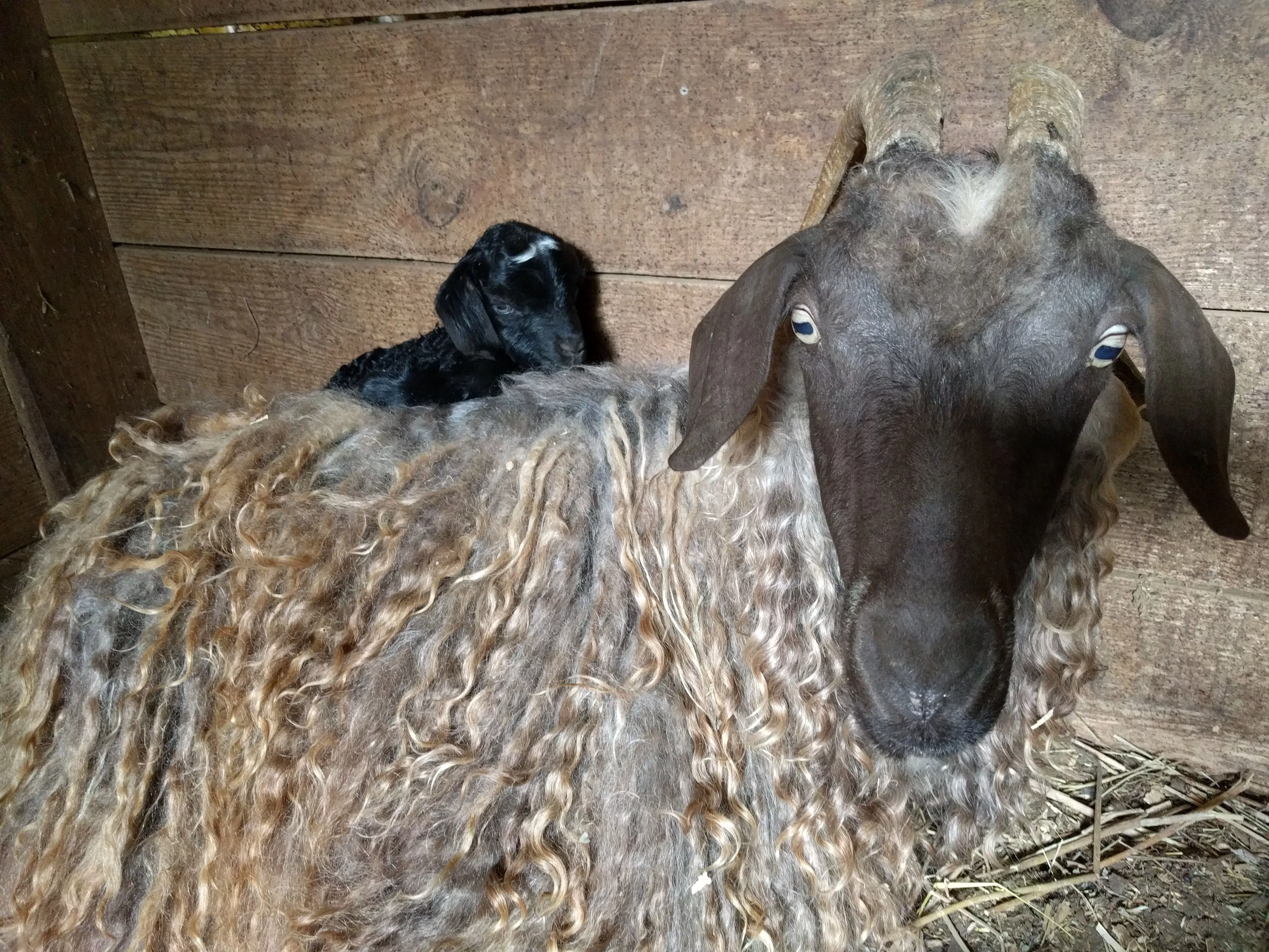 An image of a goat named Daphne with her newborn kid, Freddie