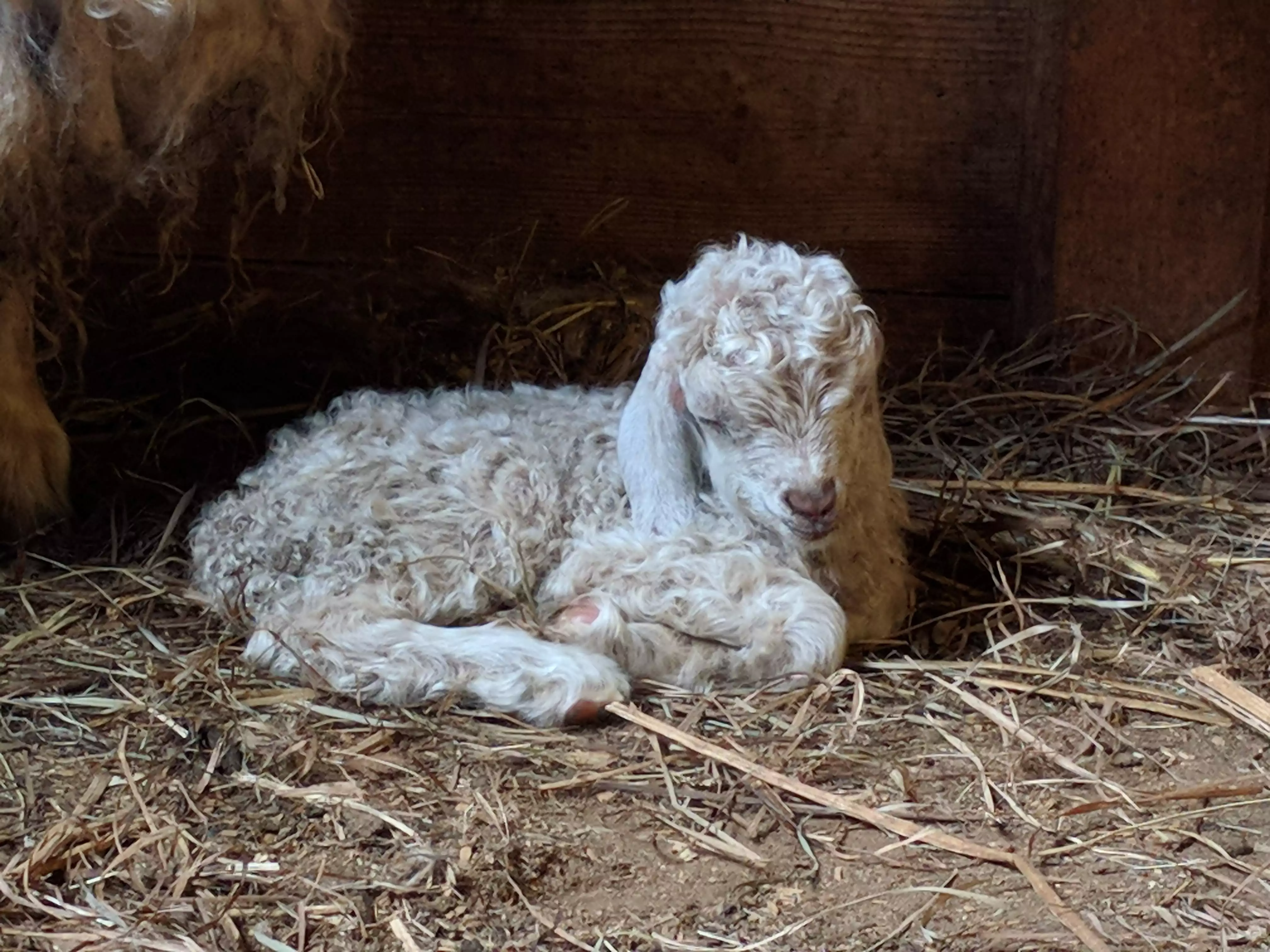 An image of a newborn goat named Mercury