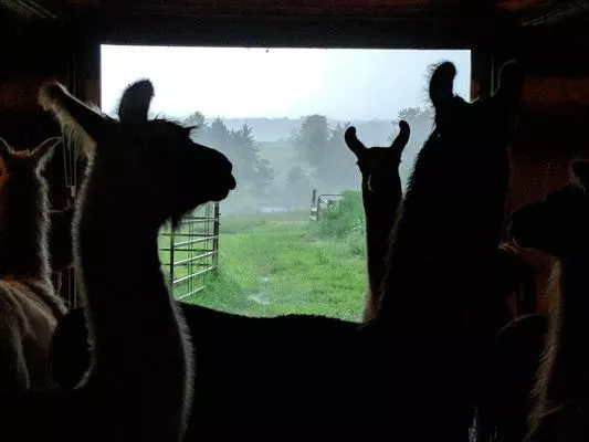 A group of llamas in the barn