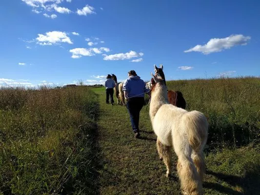 An group of llamas walking uphill.