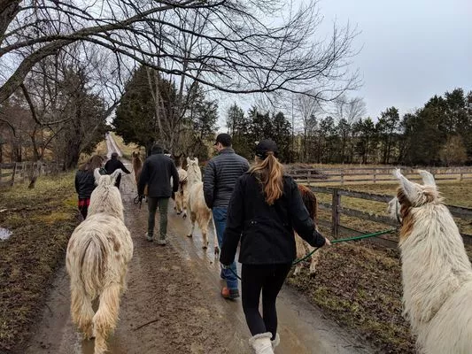 Llamas being walked down the driveway in the fall