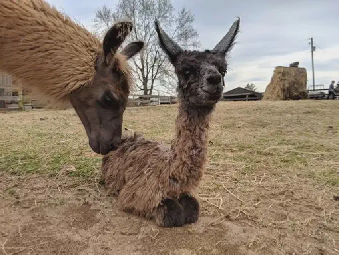 A llama named Manila