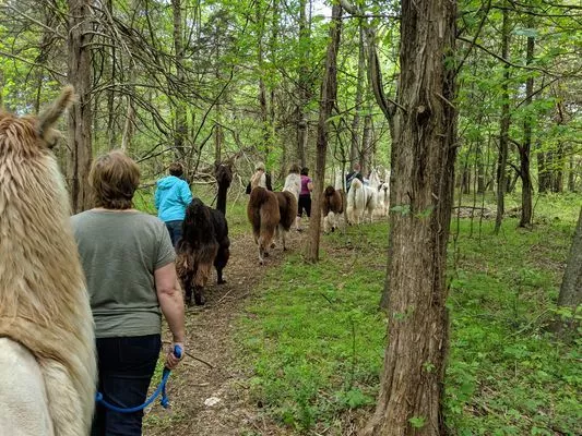 An group of show llamas on a trek