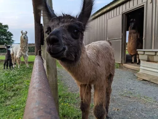 A llama named Manila