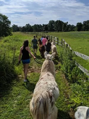 A group of llamas on a walk in summer