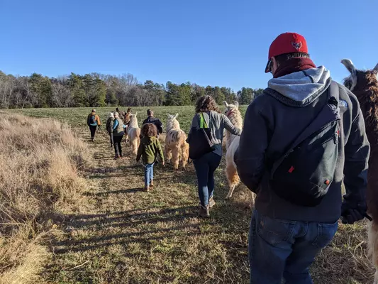 A string of llamas walking along a trail in Winter