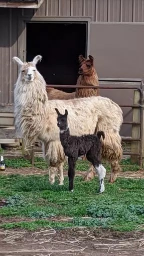 An image showing three generations of llamas. Chicha, Boo, and Boomer