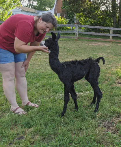 An image of a llama named Posh