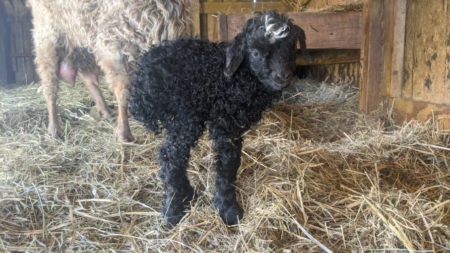 An image of a baby goat named Buckwheat