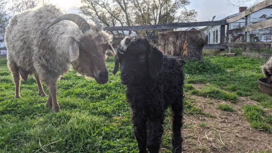 An image of a baby goat named Buckwheat with his mother, Tabbouli