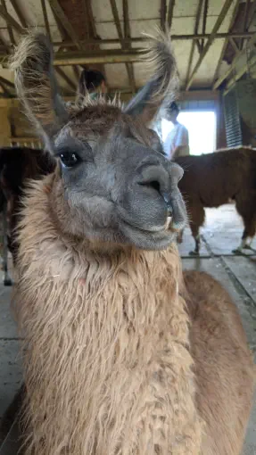 An image of a llama named Outsourced