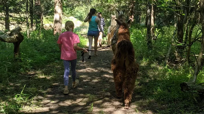 A short string of llamas out hiking in spring