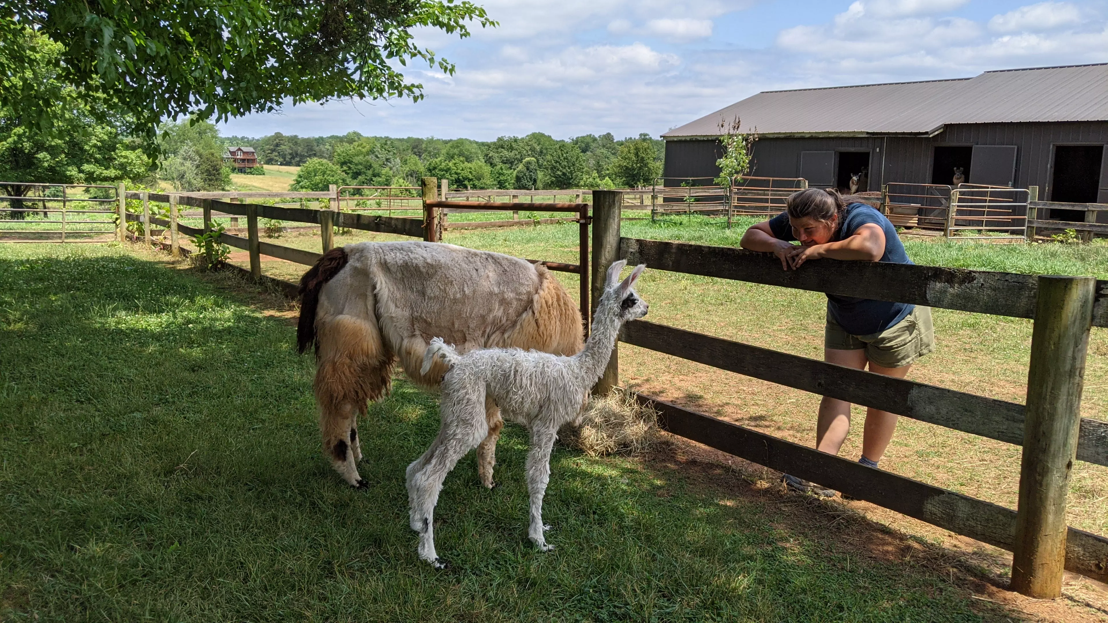 An image of Lullabye, Hushabye, and Paige