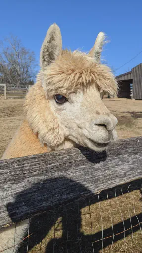 An image of an alpaca named Storm