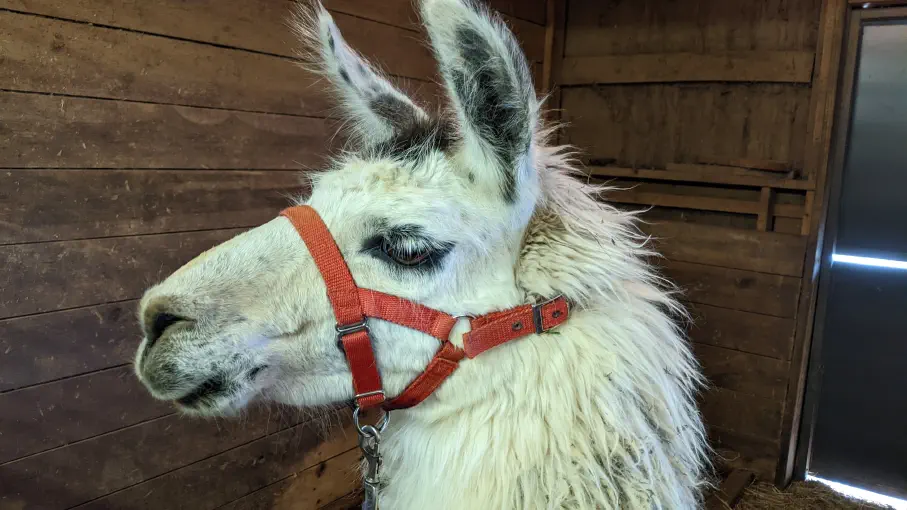 An image of a black and white llama named Kia wearing a red halter