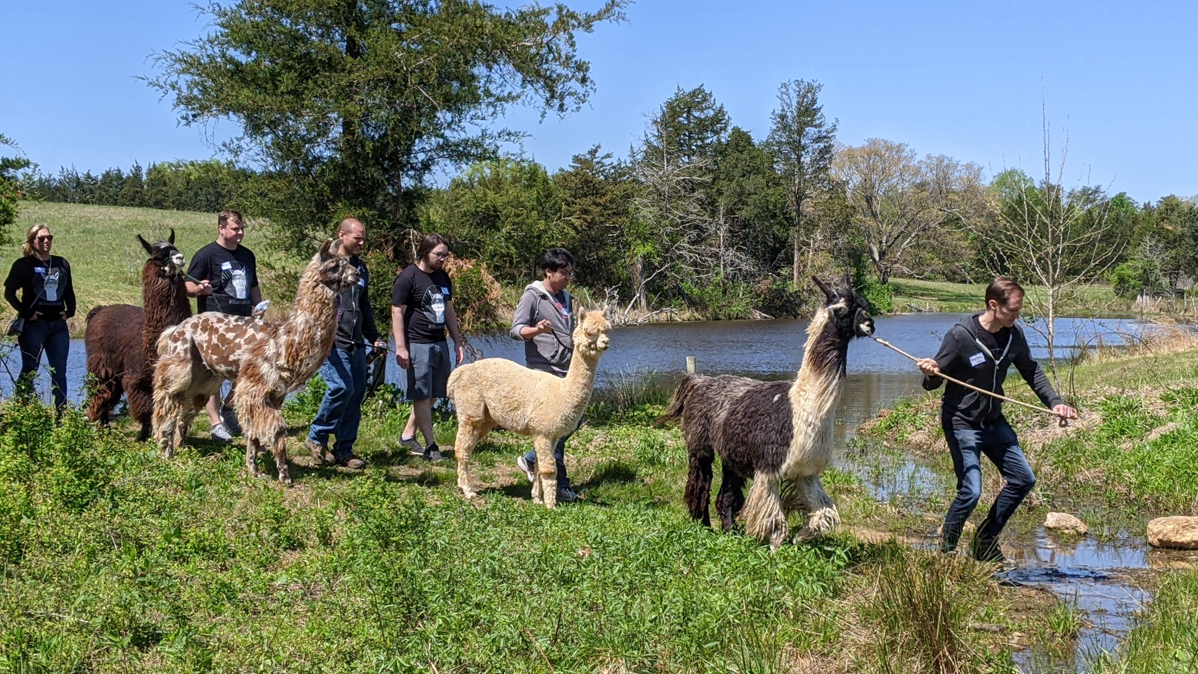 A number of llamas taking part in a corporate event