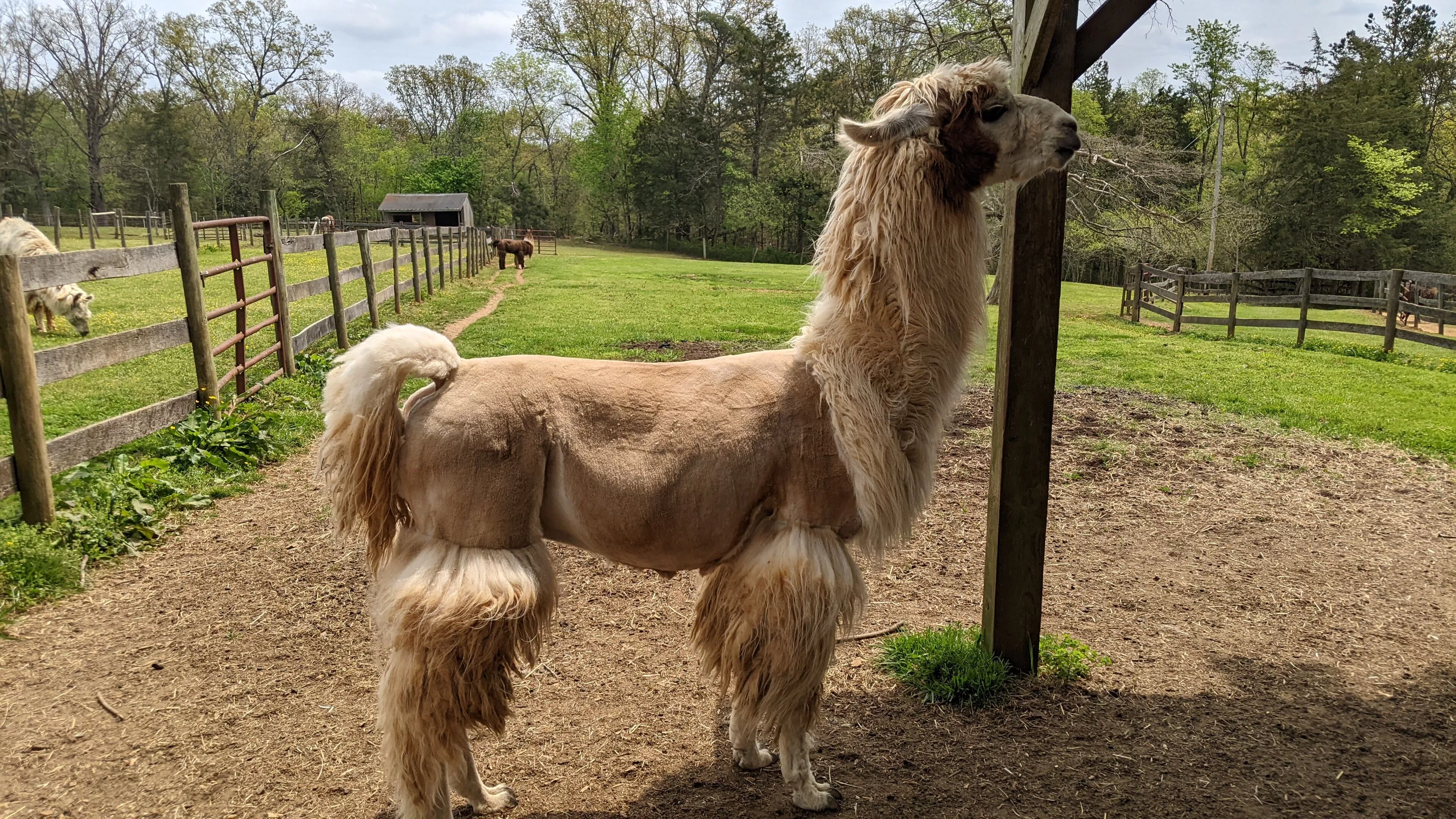 An image of a llama named Teriyaki with a fresh haircut.