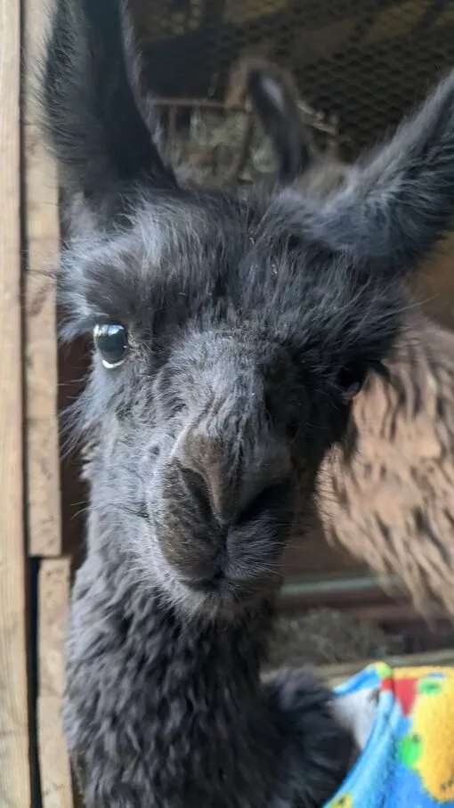 A photo of a llama named Tonks