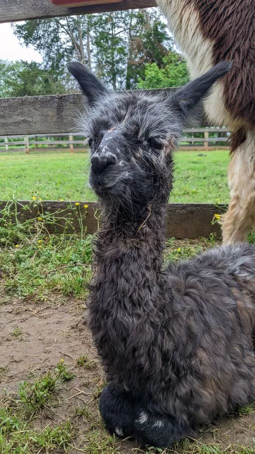 A photo of a llama named Florian