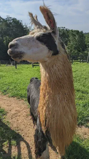 An image of a llama named Marcus
