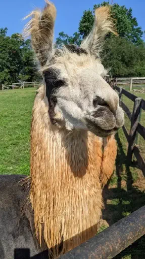 An image of a llama named Marcus
