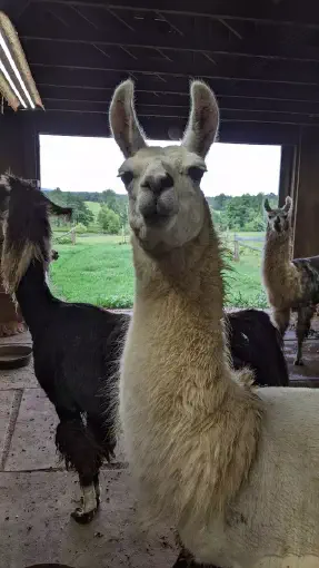 An image of a llama names Oriana