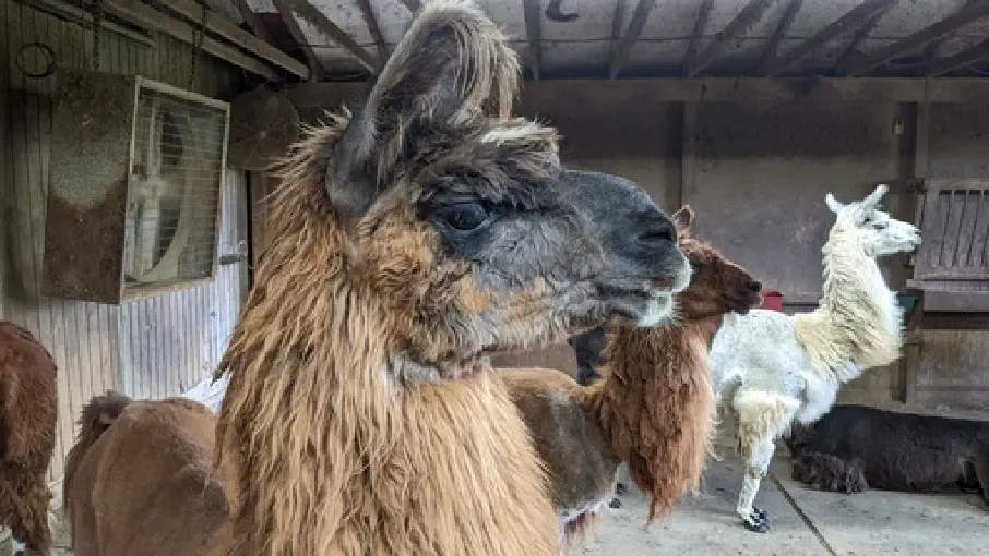 An image of a llama named 'Bo'