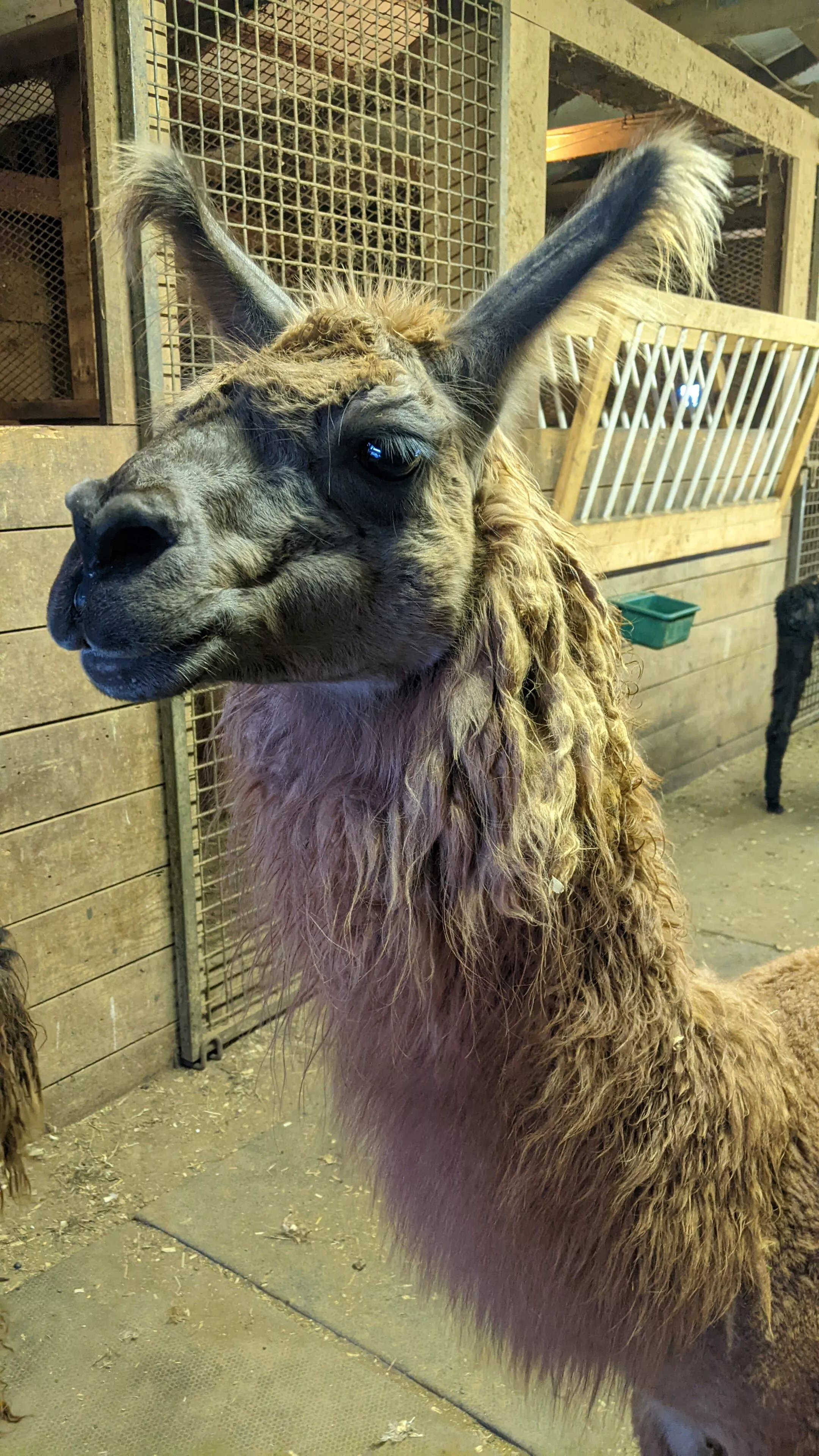 An image of a llama named Outsourced