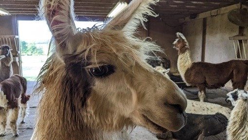 An image of a llama named 'Lullabye'