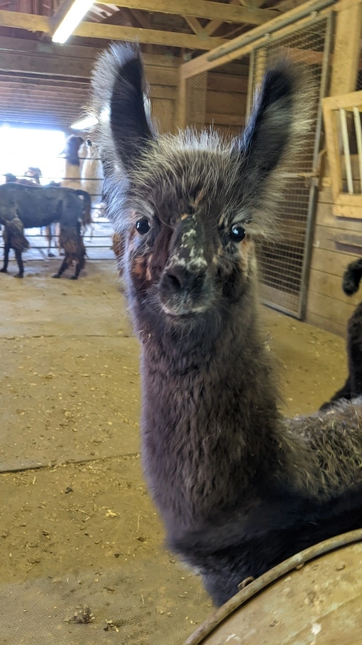 An image of a llama named 'Florian'