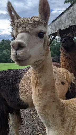 An image of an alpaca named Draco