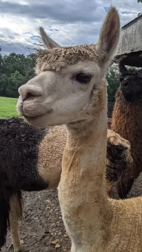 An image of an alpaca named Draco