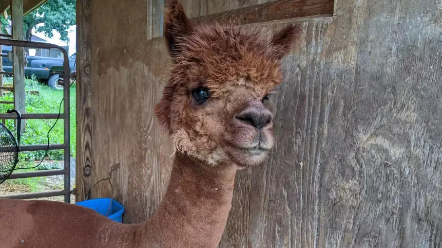 An image of an alpaca named Diablo