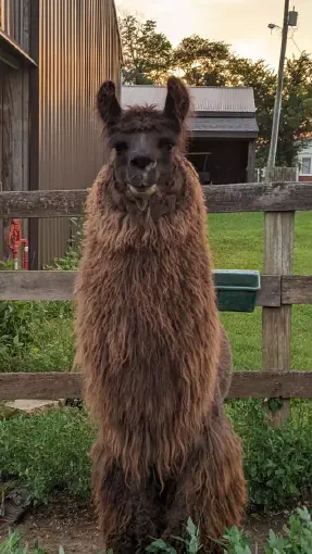 An image of a llama named Chillaxin