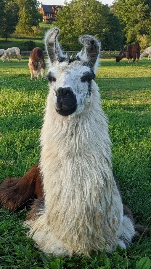 An image of a llama named Mooch Ado