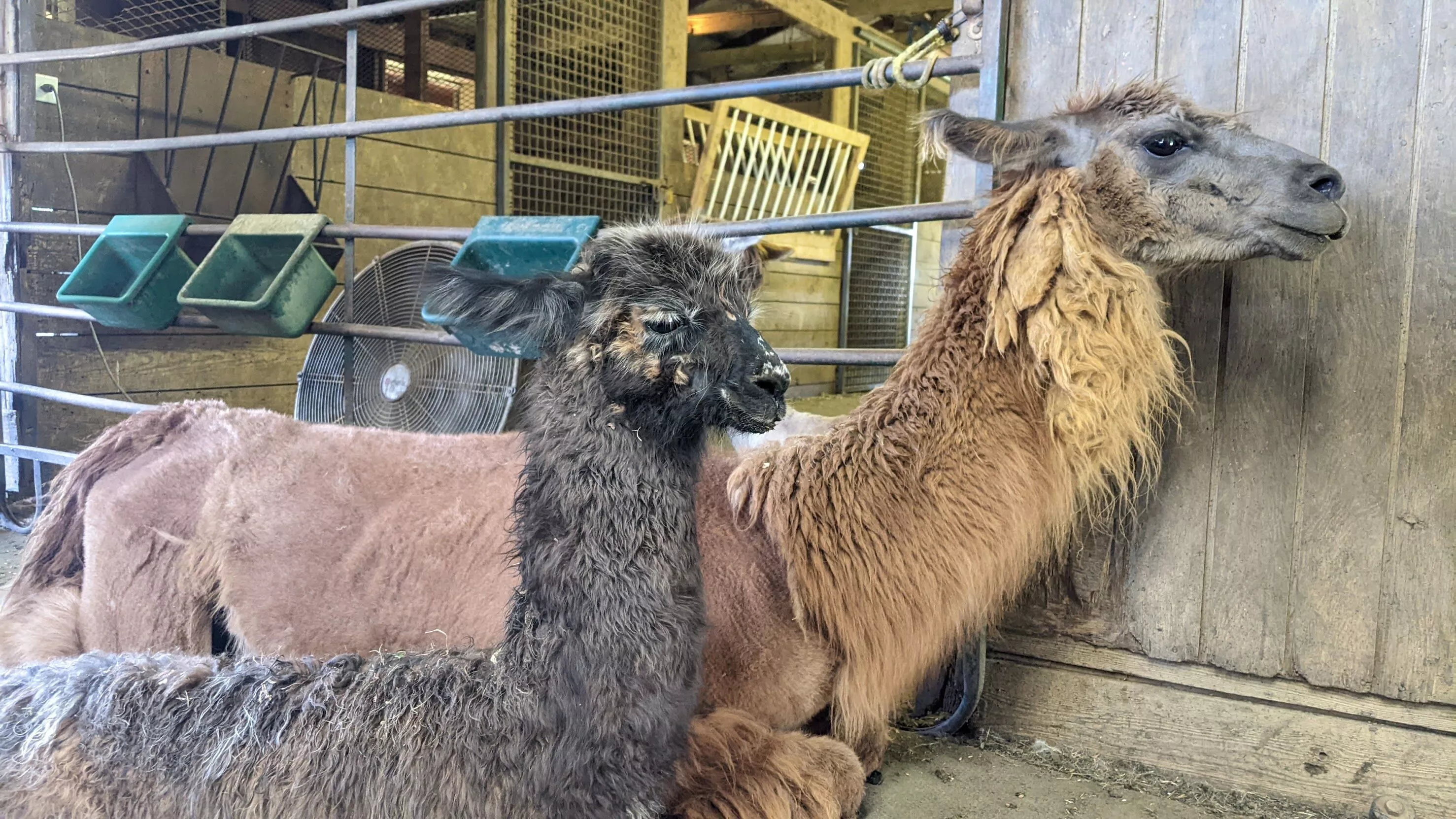 An image of a llama named Florian and her mother, Outsourced