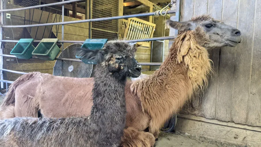 An image of a llama named Florian and her mother, Outsourced
