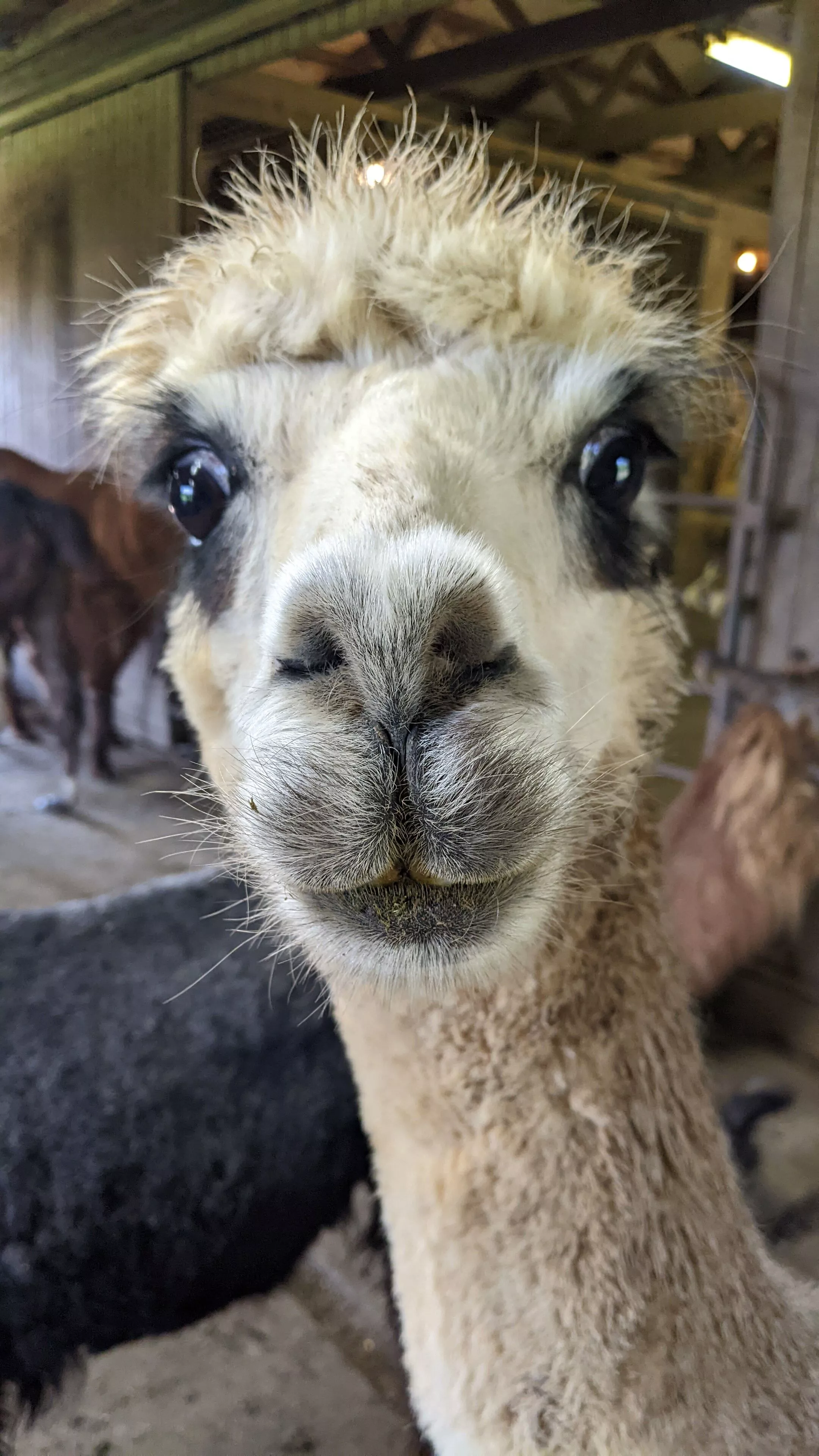 An image of an alpaca named Maeve