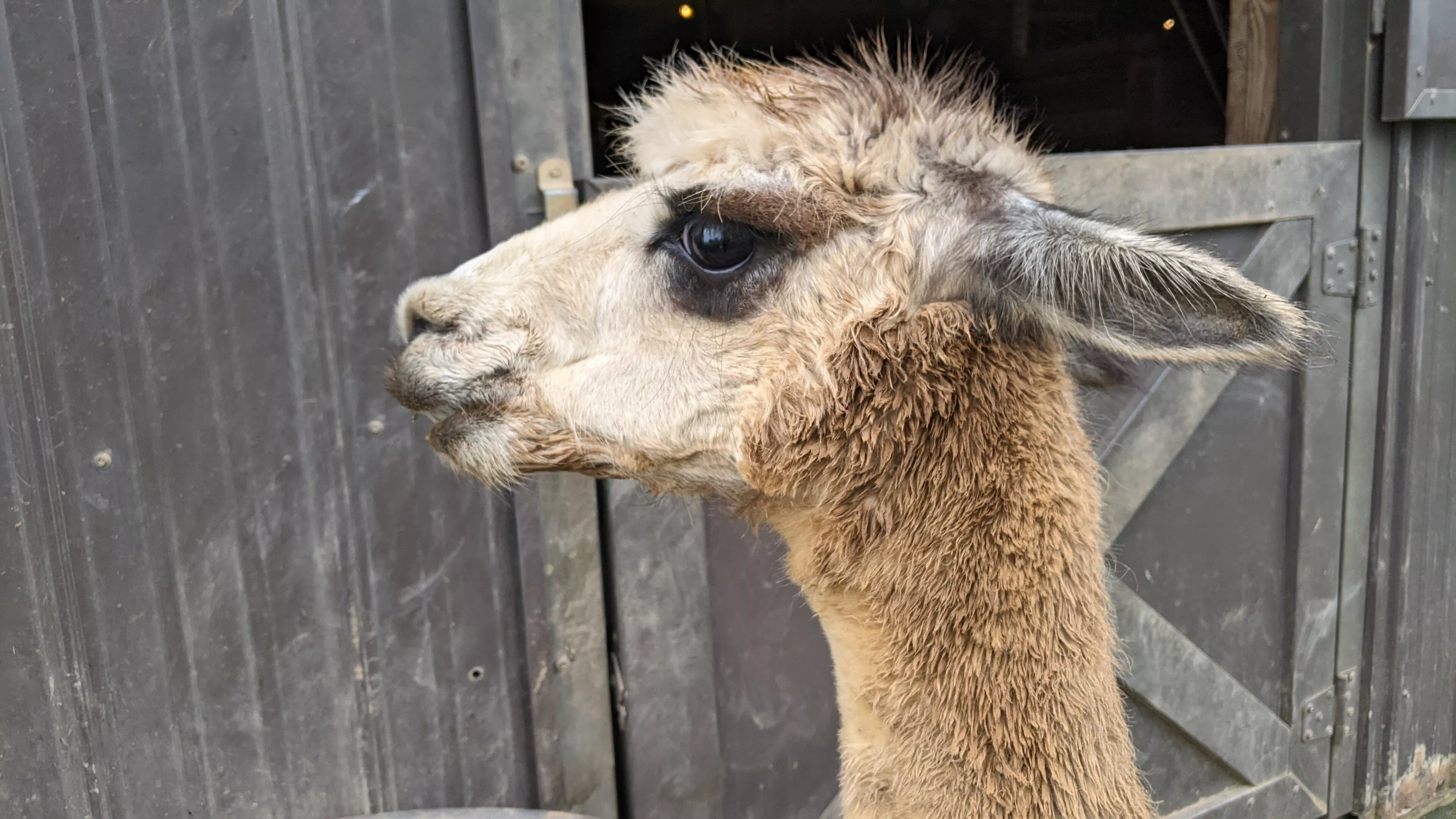 An image of an alpaca named Maeve