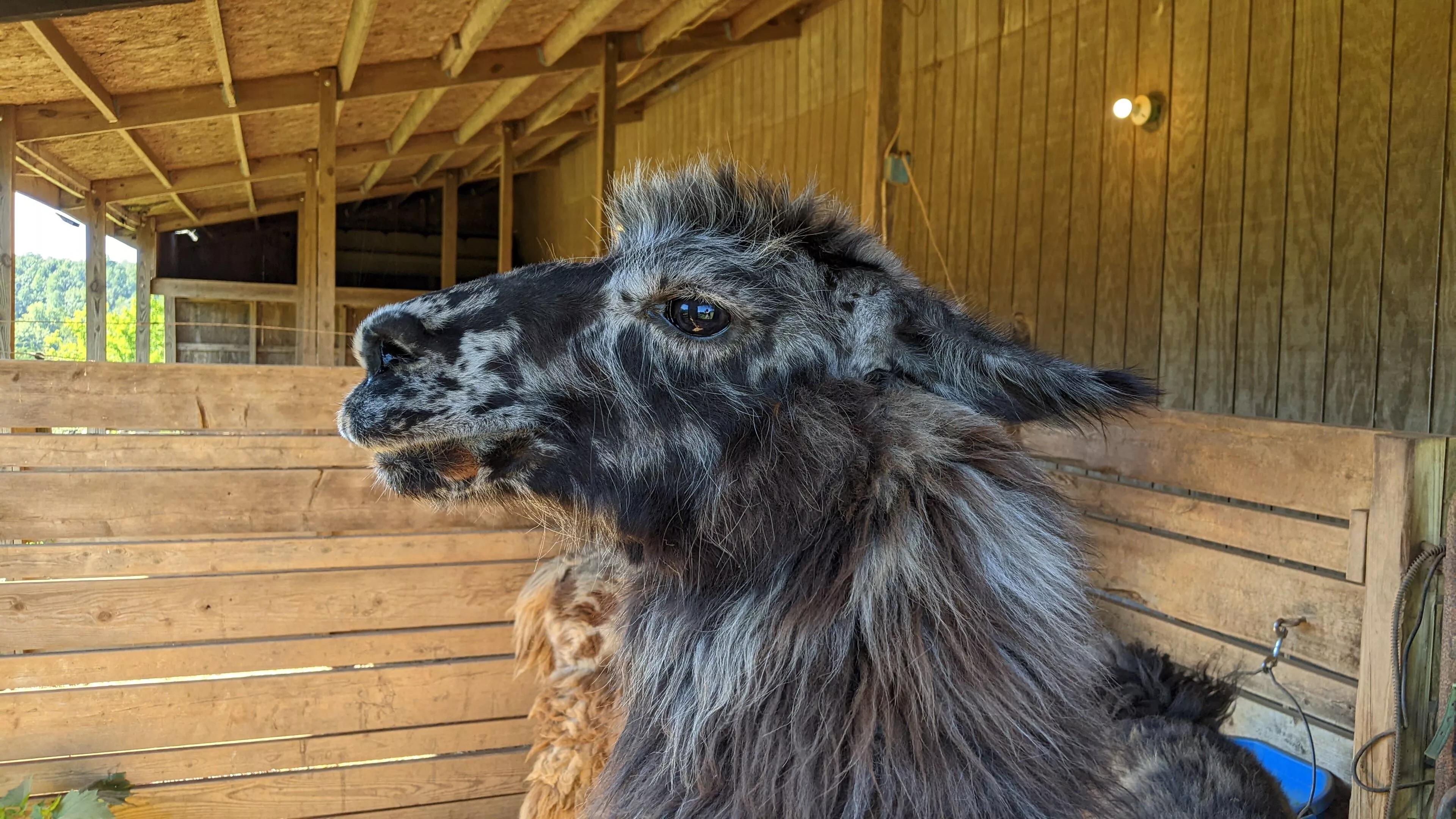 An image of a llama named Kingsley inside a barn