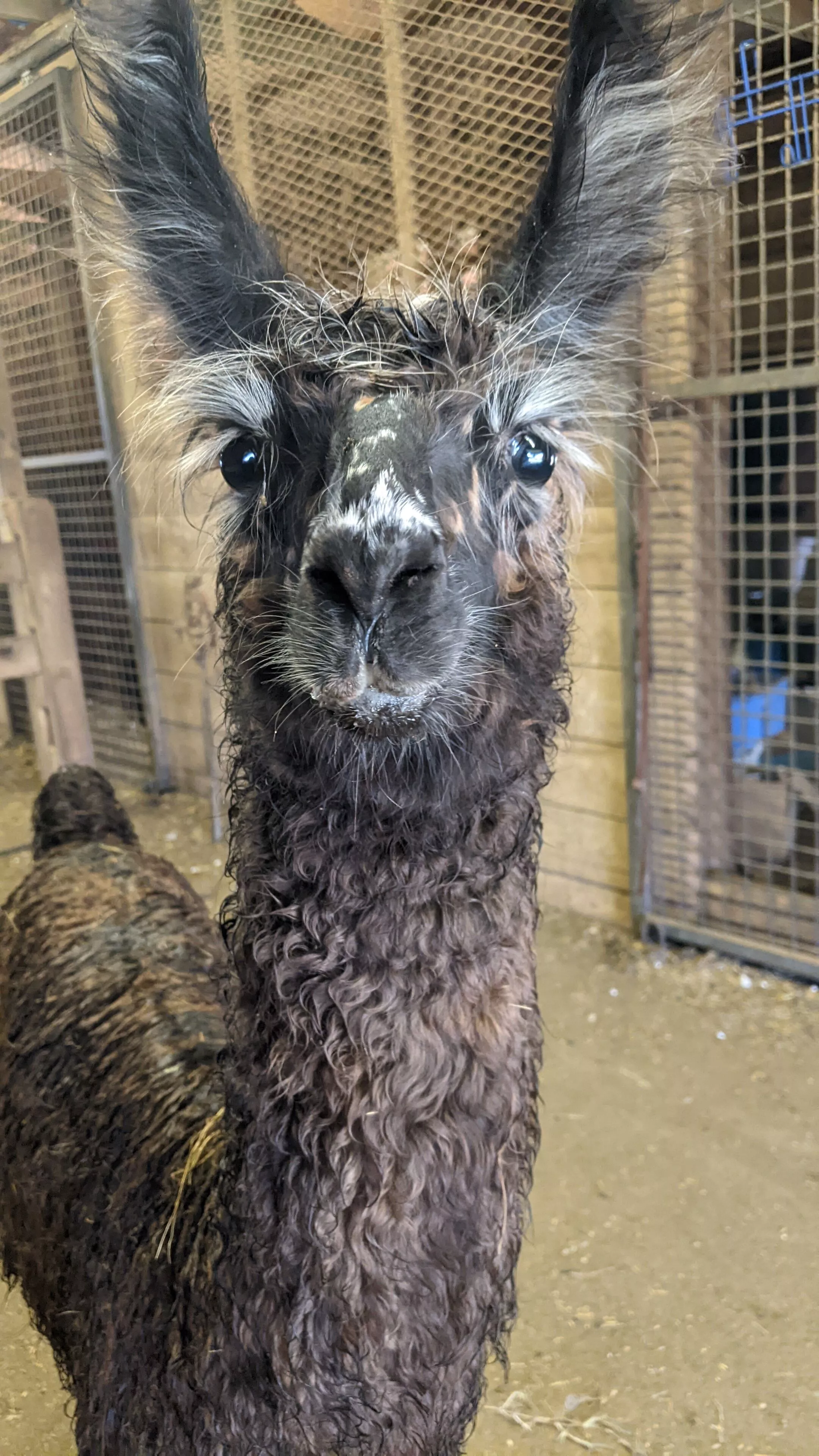 An image of a wet llama named Florian after a rainstorm