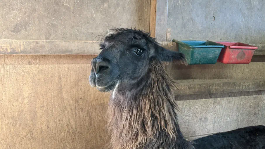 An image of a llama named Jamima lying down inside a barn
