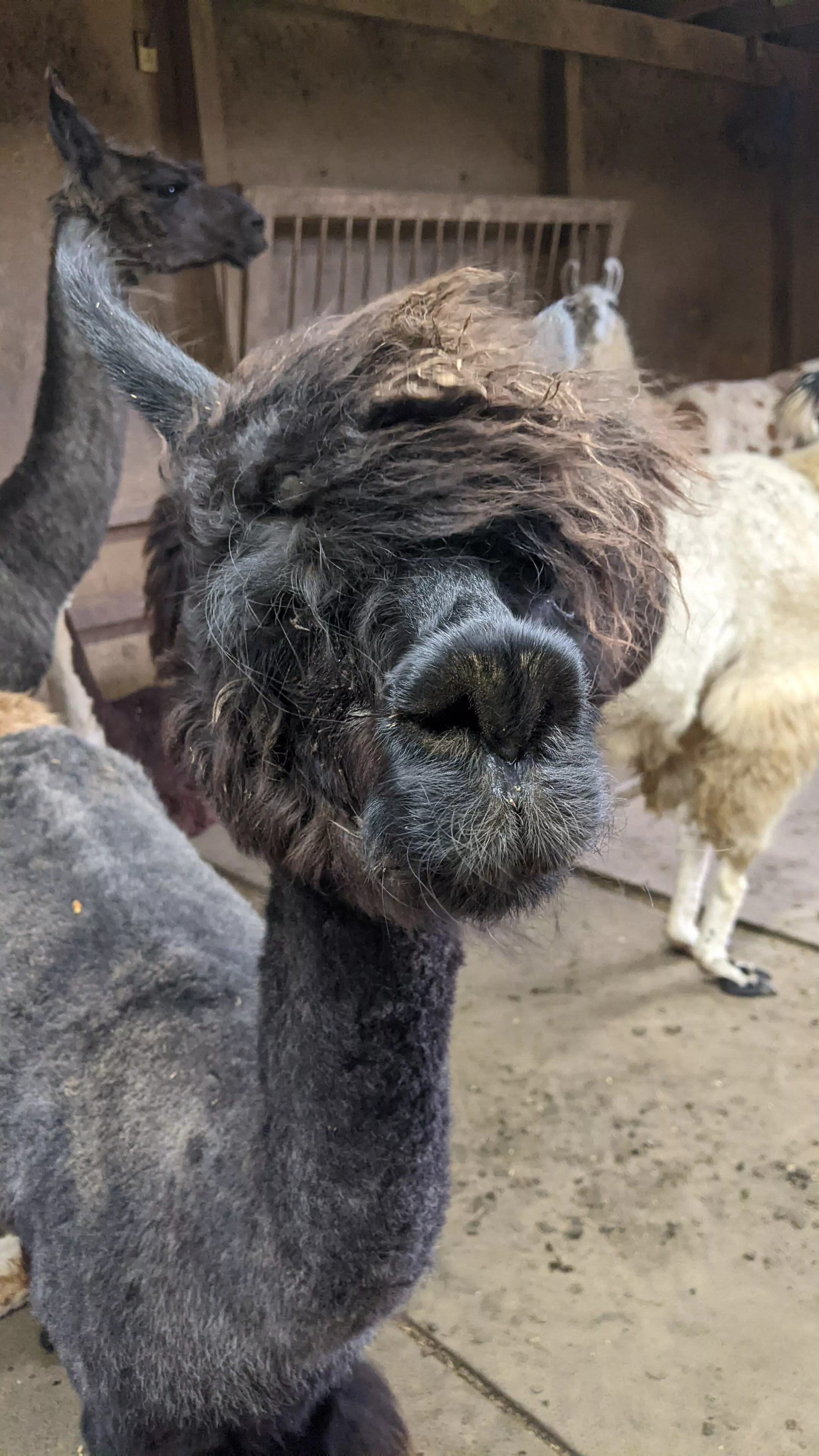 An image of an alpaca named Picadilly inside a barn