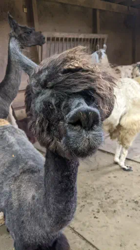 An image of an alpaca named Picadilly inside a barn