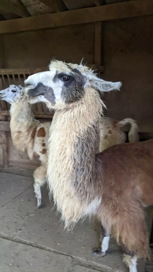 An image of a llama named Gemma in a barn