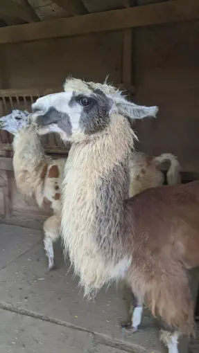 An image of a llama named Gemma in a barn