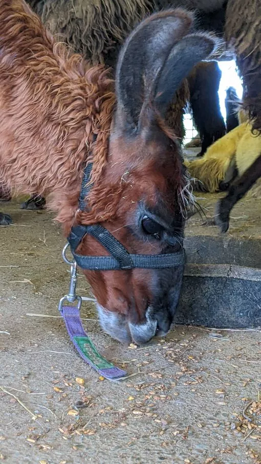 An image of a llama named Tucuman