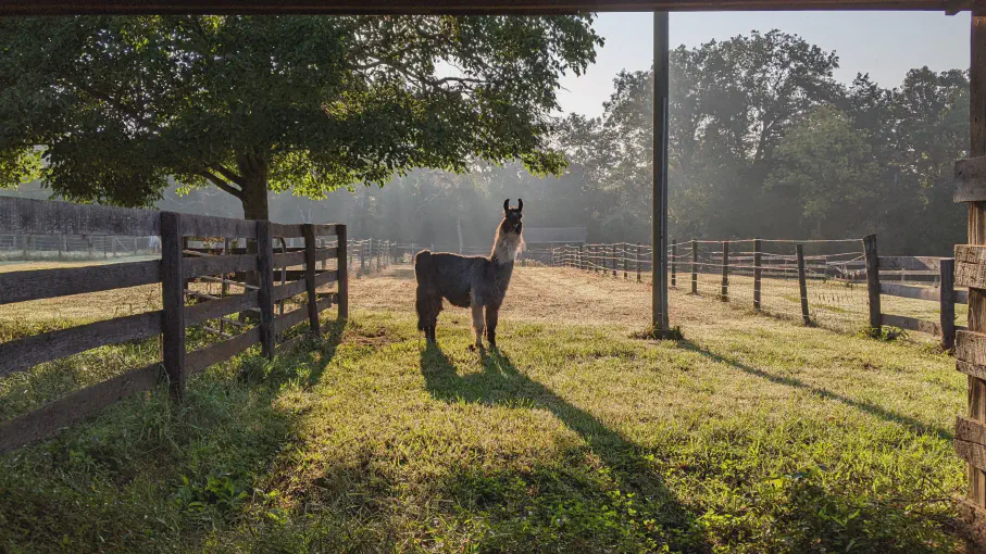 An image of a llama named Solidity standing in his pasture