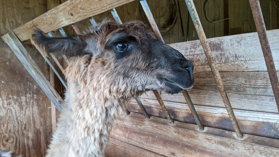An image of a llama named Kazaro in front of a hay rack